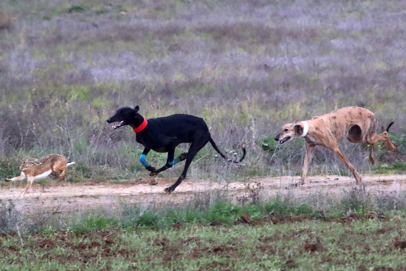 La primera jornada de cuartos de final del Campeonato Nacional de Galgos, en imágenes