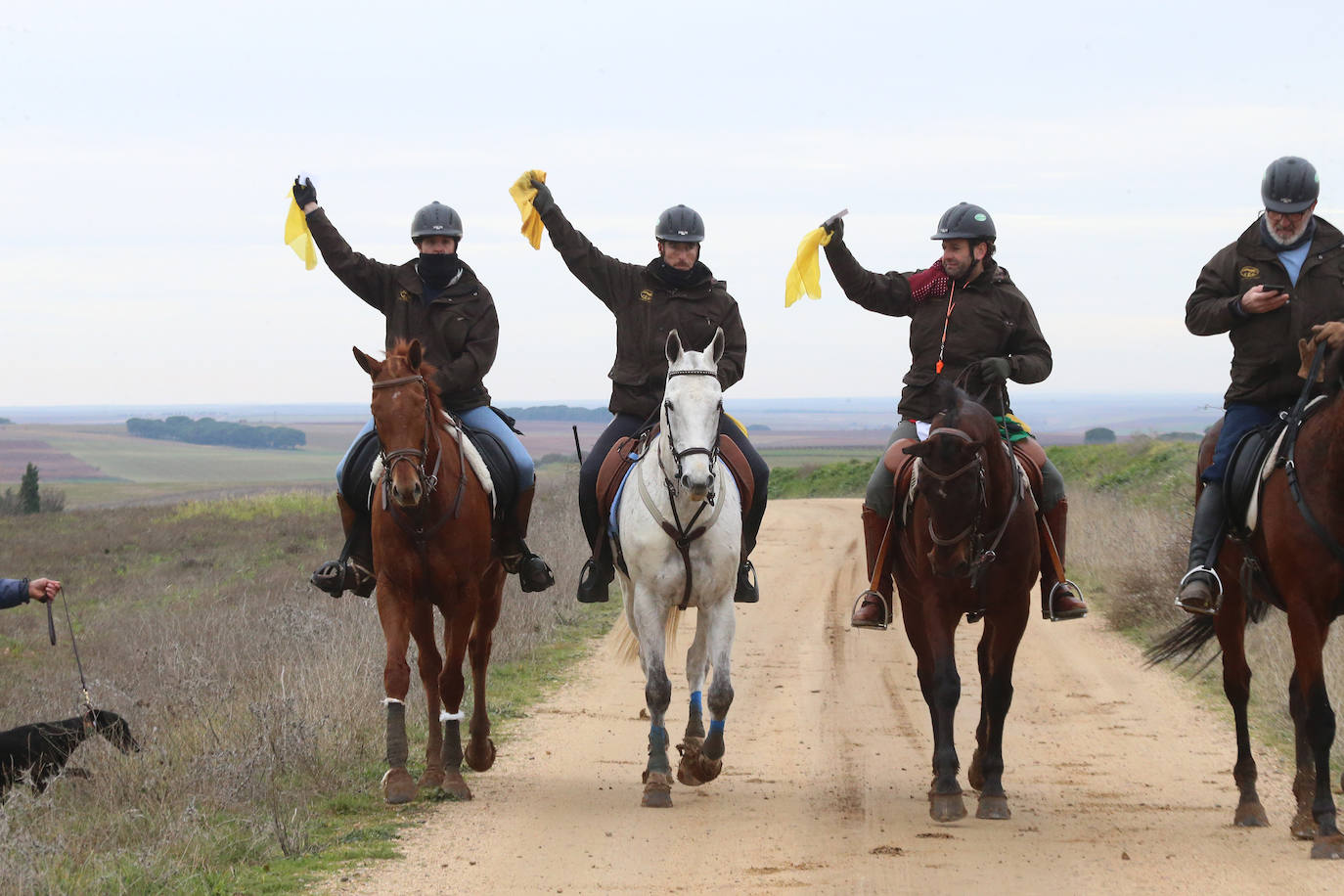 La primera jornada de cuartos de final del Campeonato Nacional de Galgos, en imágenes