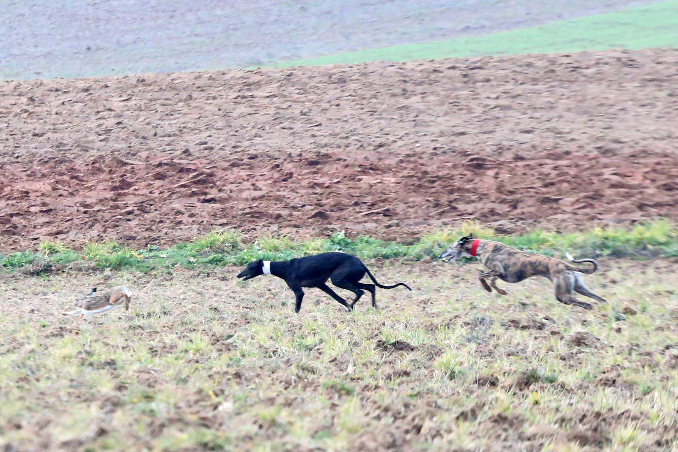 La primera jornada de cuartos de final del Campeonato Nacional de Galgos, en imágenes