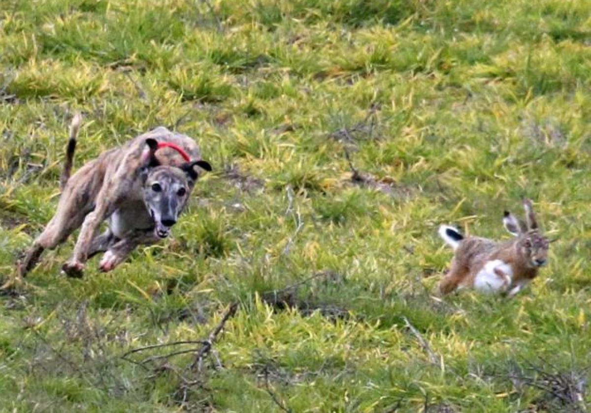 que es mas grande galgo o lurcher