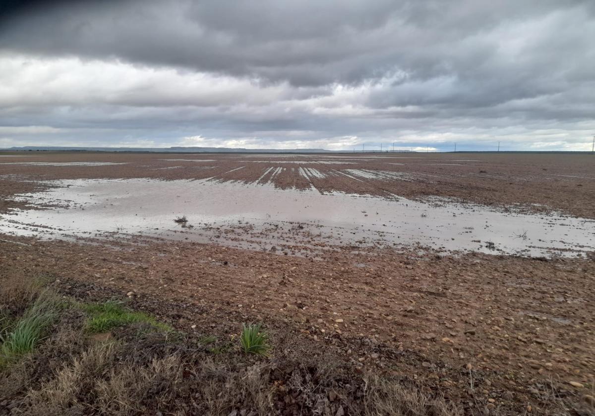 Tierra sembrada de guisantes, totalmente encharcada, en la localidad vallisoletana de Pollos.