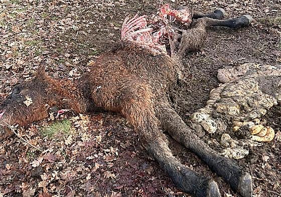 El potro, devorado parcialmente por los lobos.