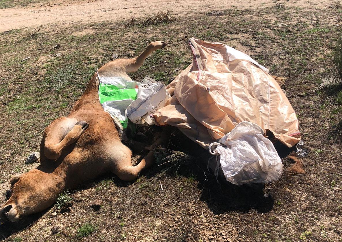 Varios animales muertos como consecuencia de la EHE.