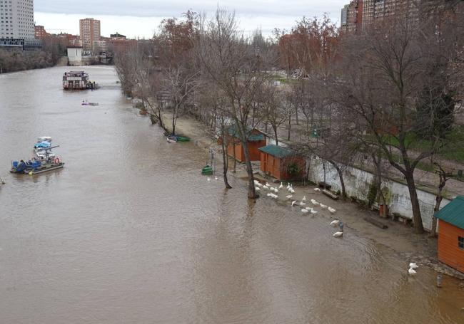 El Pisuerga se asoma ya a sus paseos inferiores bajo el puente de Poniente.