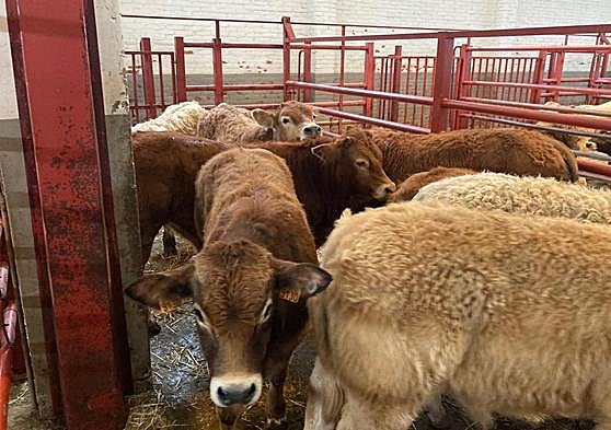 Mercado de ganados de Salamanca.