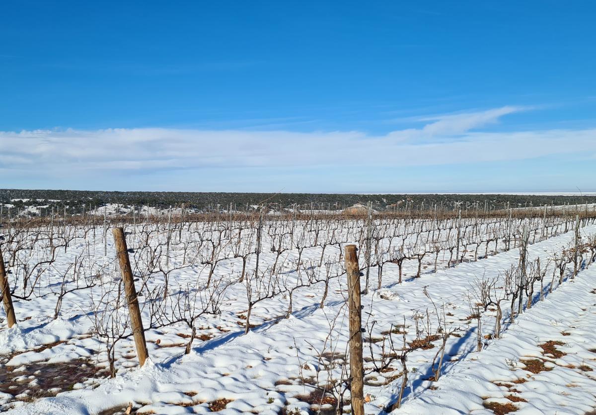 Imagen de unos viñedos nevados.