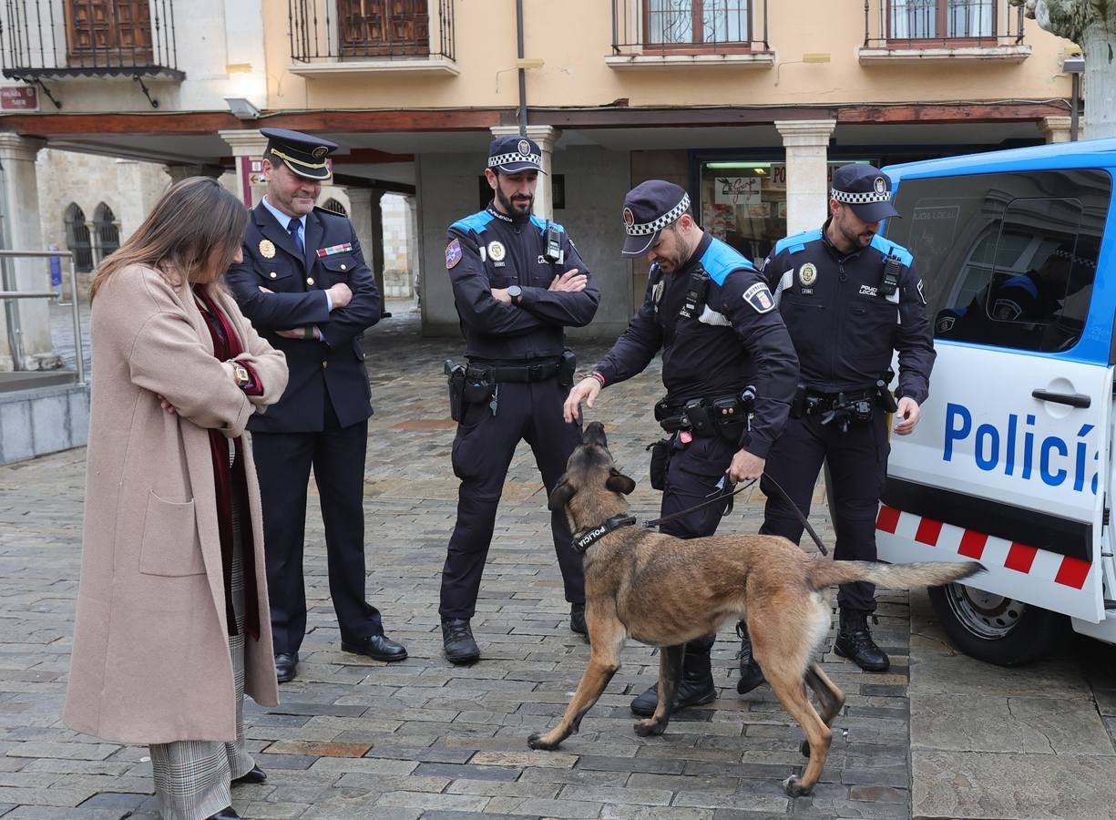 Palencia estrena la Unidad Canina con tres perros policía