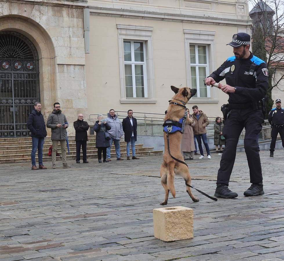 Palencia estrena la Unidad Canina con tres perros policía