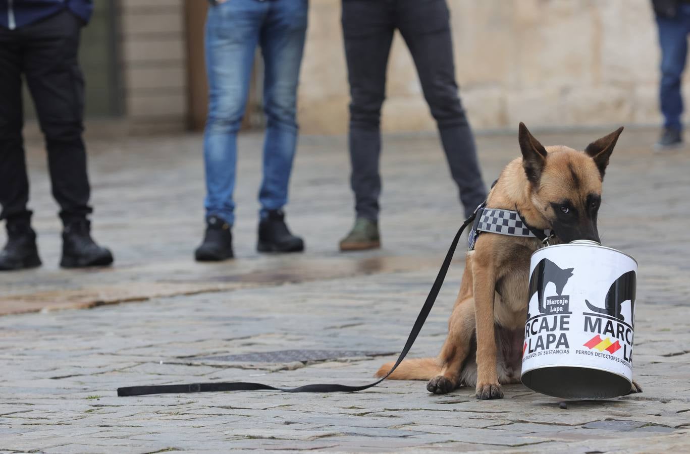 Palencia estrena la Unidad Canina con tres perros policía