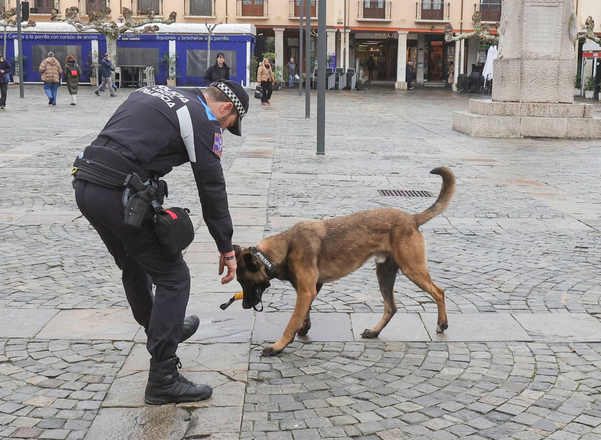 Palencia estrena la Unidad Canina con tres perros policía