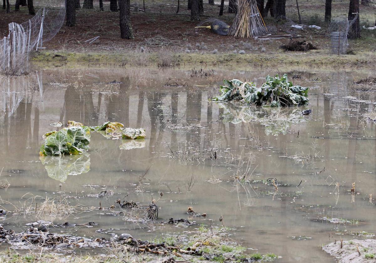 Inundaciones por el desembalse de Burgomillodo