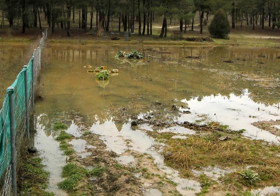 Huerta anegada por el agua en Carrascal del Río, este martes.