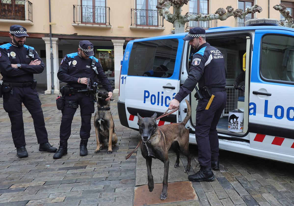 Los guías caninos de la Policía Local y sus perros, en la Plaza Mayor.