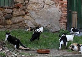 Colonia de gatos en la capital.