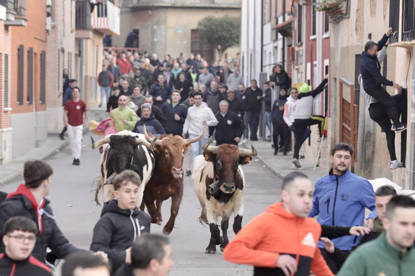 Encierro del toro del Arrope en Siete Iglesias de Trabancos