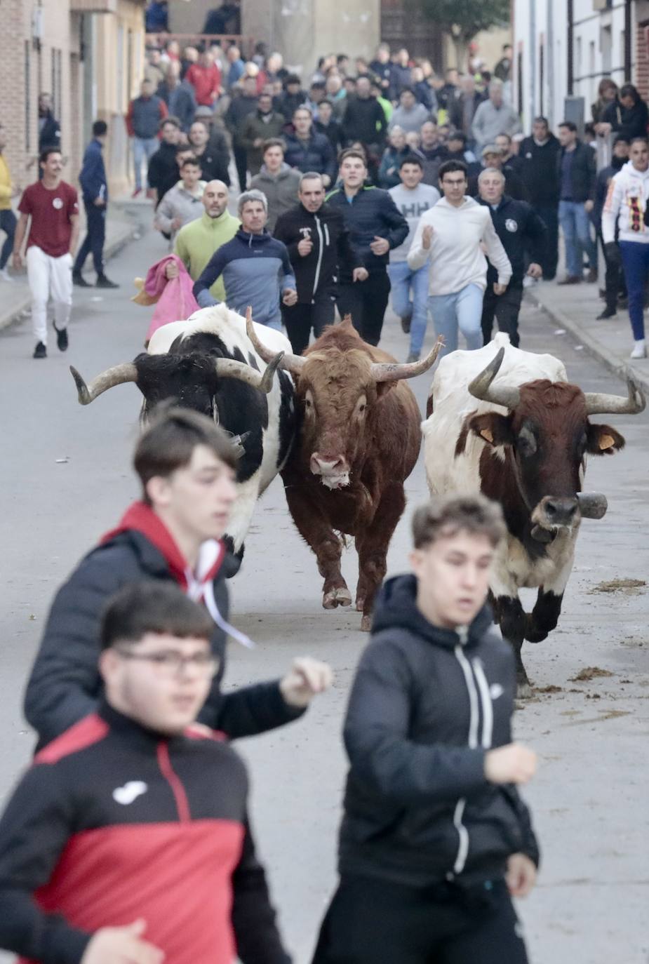 Encierro del toro del Arrope en Siete Iglesias de Trabancos