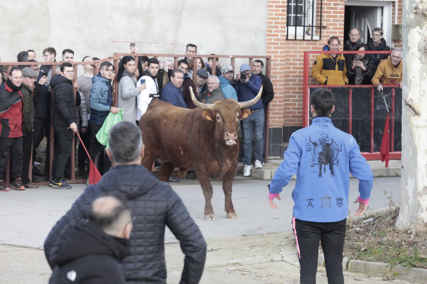 Encierro del toro del Arrope en Siete Iglesias de Trabancos