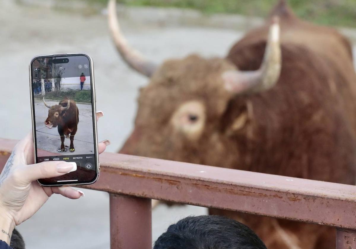 Encierro del toro del Arrope en Siete Iglesias de Trabancos