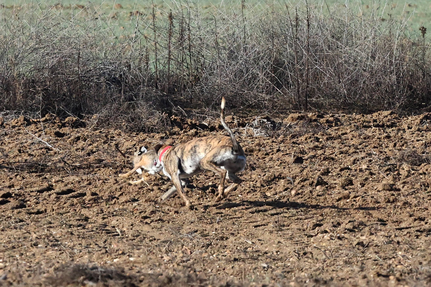 Tercera jornada de los cuartos de final del Campeonato Nacional de Galgos