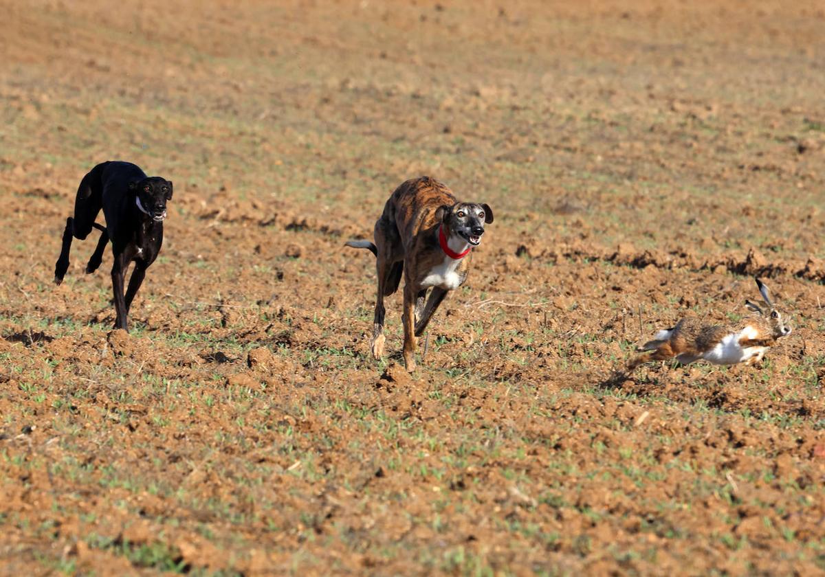 Tercera jornada de los cuartos de final del Campeonato Nacional de Galgos