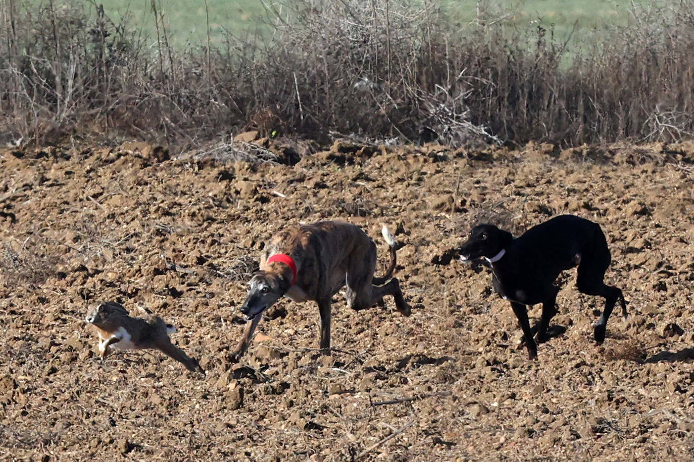 Tercera jornada de los cuartos de final del Campeonato Nacional de Galgos