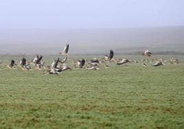 Un grupo de aves en la Laguna de la Nava.