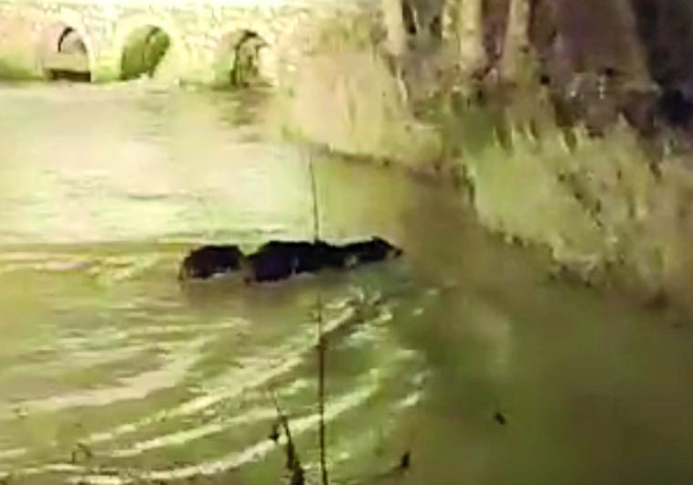 Los jabalíes cruzan el Duratón junto al molino tras pasearse por el parque de La Judería.