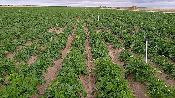 Castilla y León inicia mañana la tramitación de la solicitud de la PAC