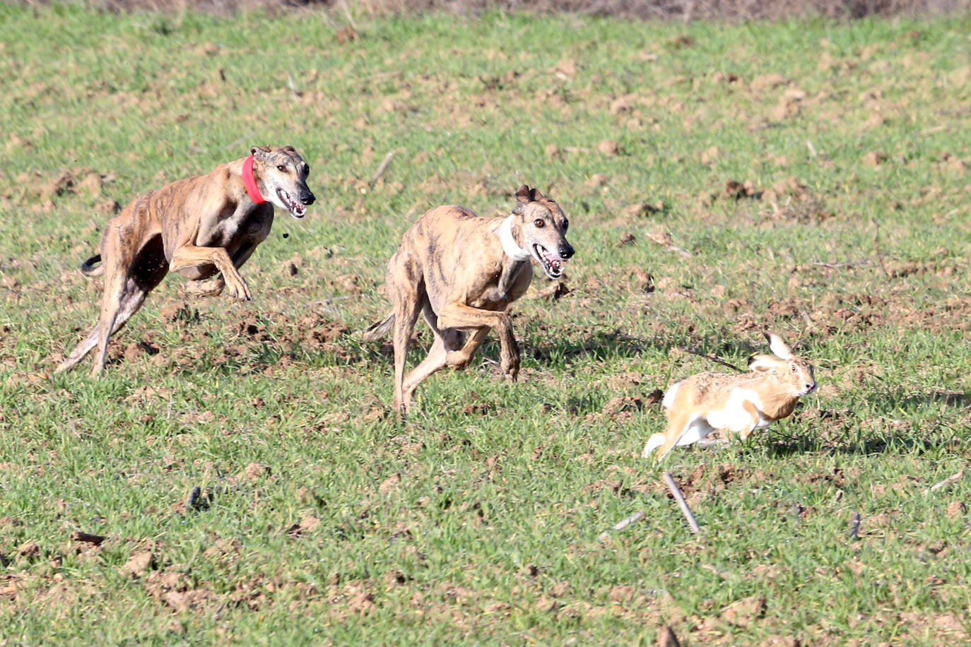 Las imágenes de la primera semifinal del Campeonato de España de Galgos