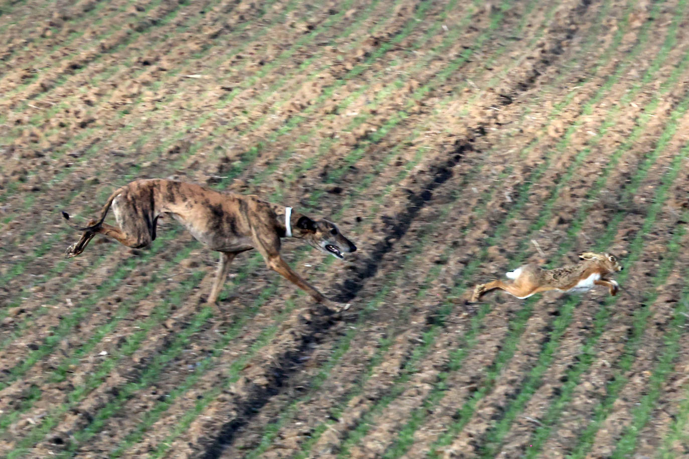 Las imágenes de la primera semifinal del Campeonato de España de Galgos