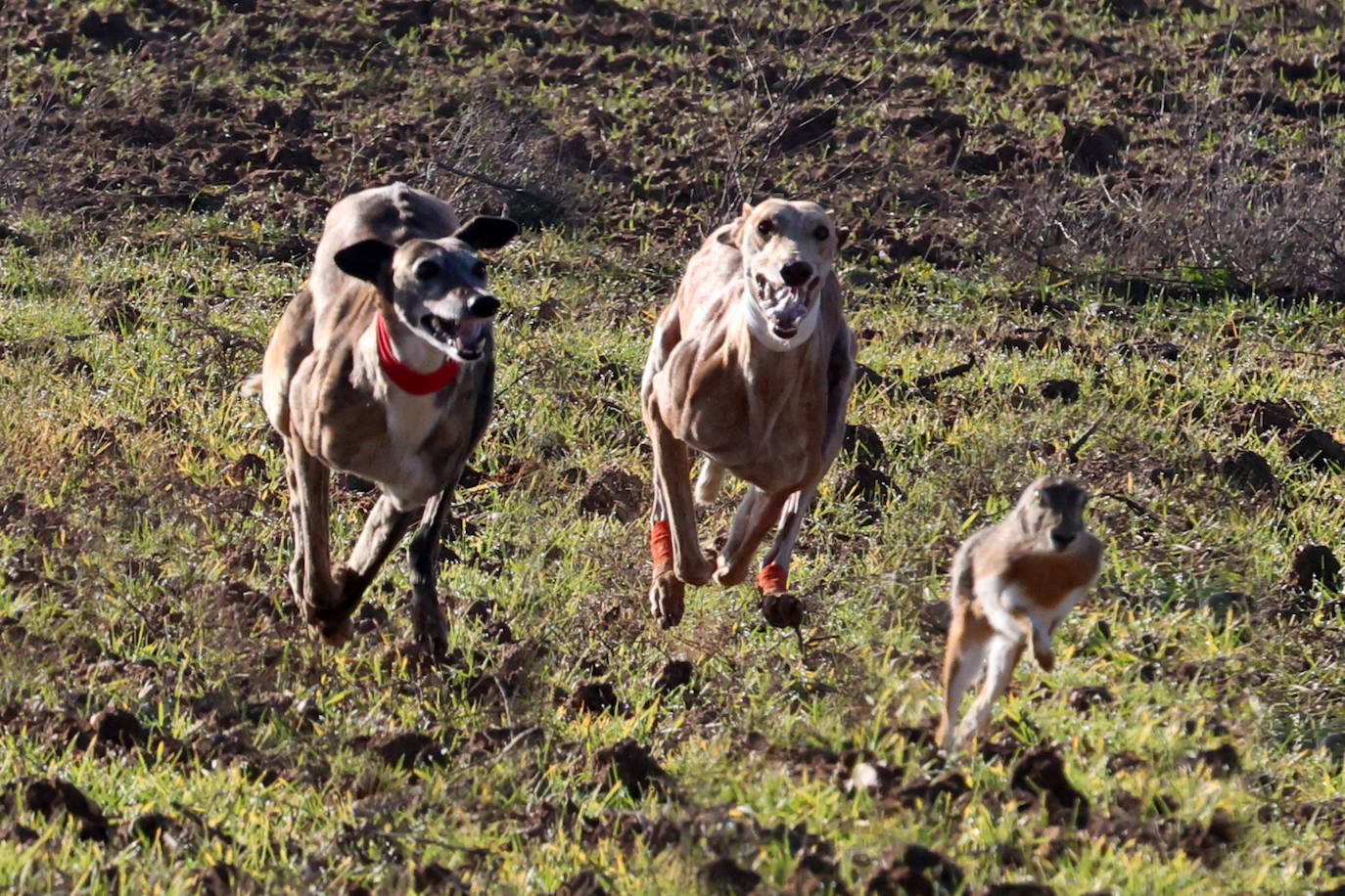 Las imágenes de la primera semifinal del Campeonato de España de Galgos