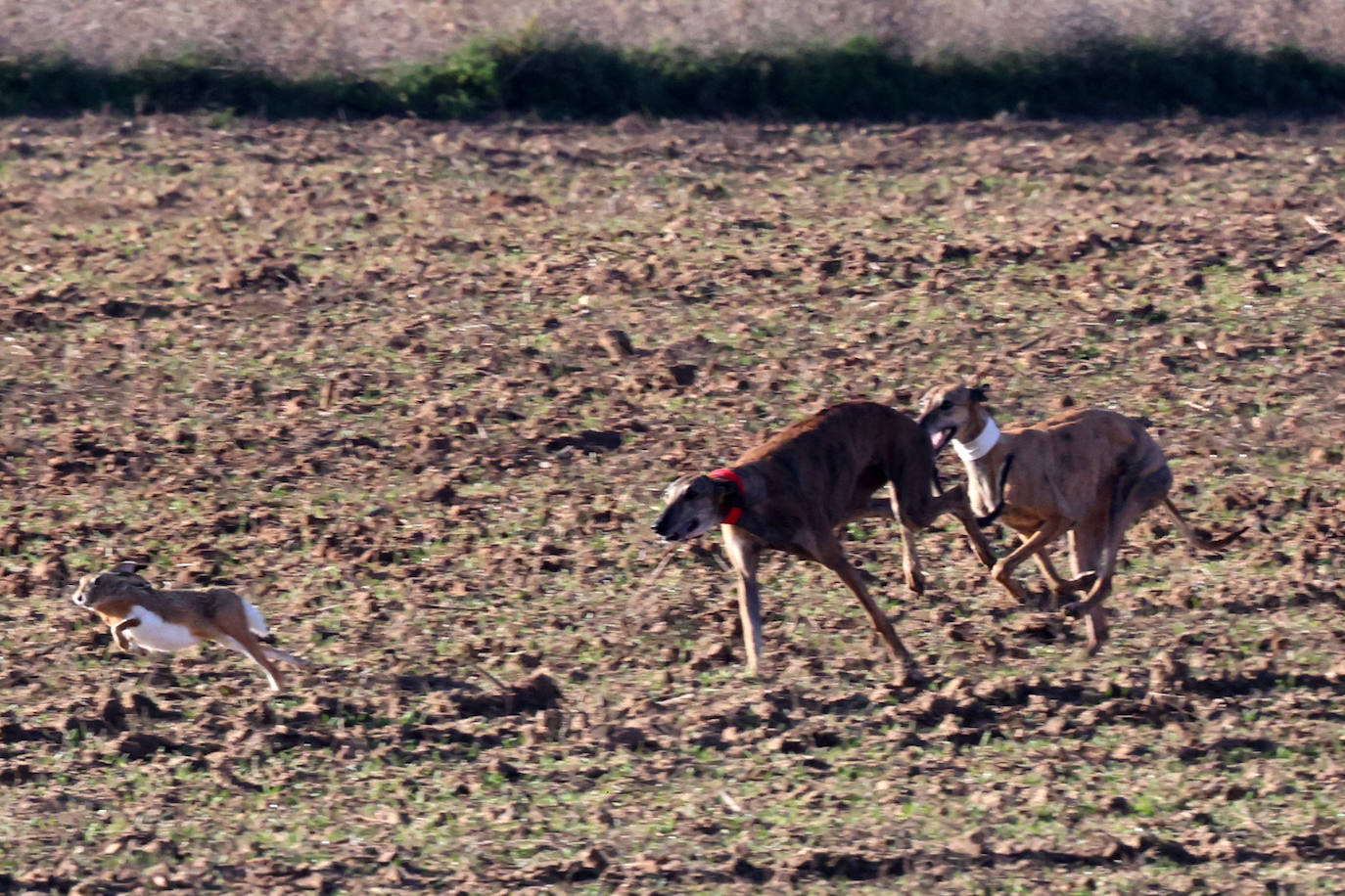 Las imágenes de la primera semifinal del Campeonato de España de Galgos