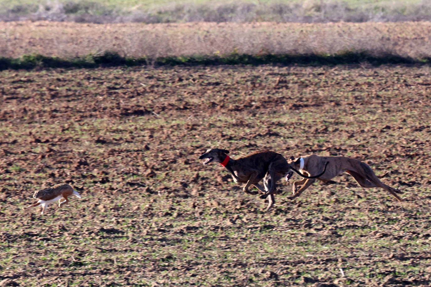 Las imágenes de la primera semifinal del Campeonato de España de Galgos