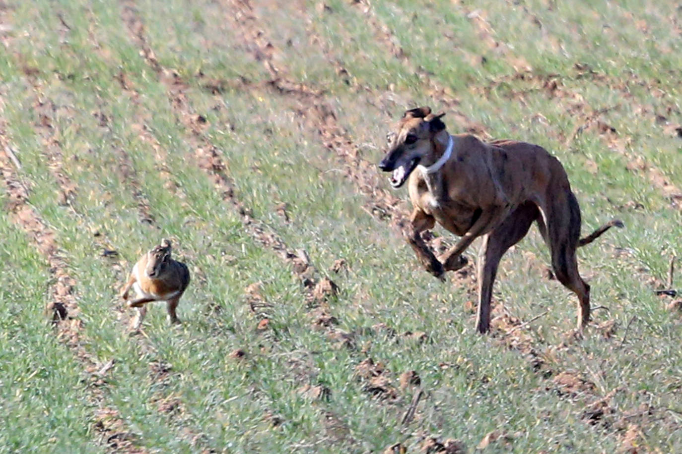 Las imágenes de la primera semifinal del Campeonato de España de Galgos