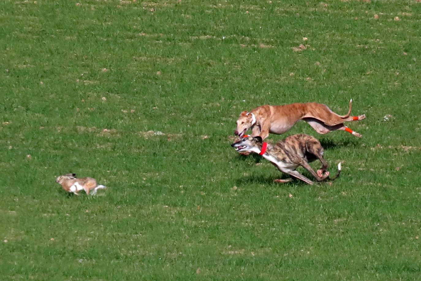 Las imágenes de la segunda semifinal del Campeonato de España de Galgos