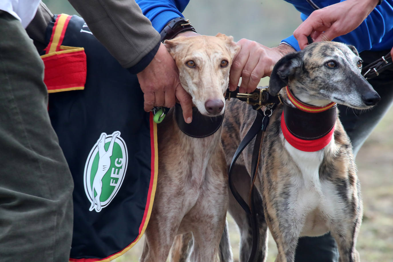 Las imágenes de la segunda semifinal del Campeonato de España de Galgos