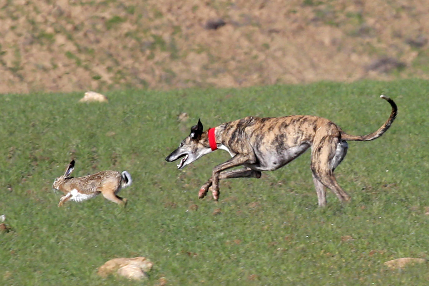 Las imágenes de la segunda semifinal del Campeonato de España de Galgos