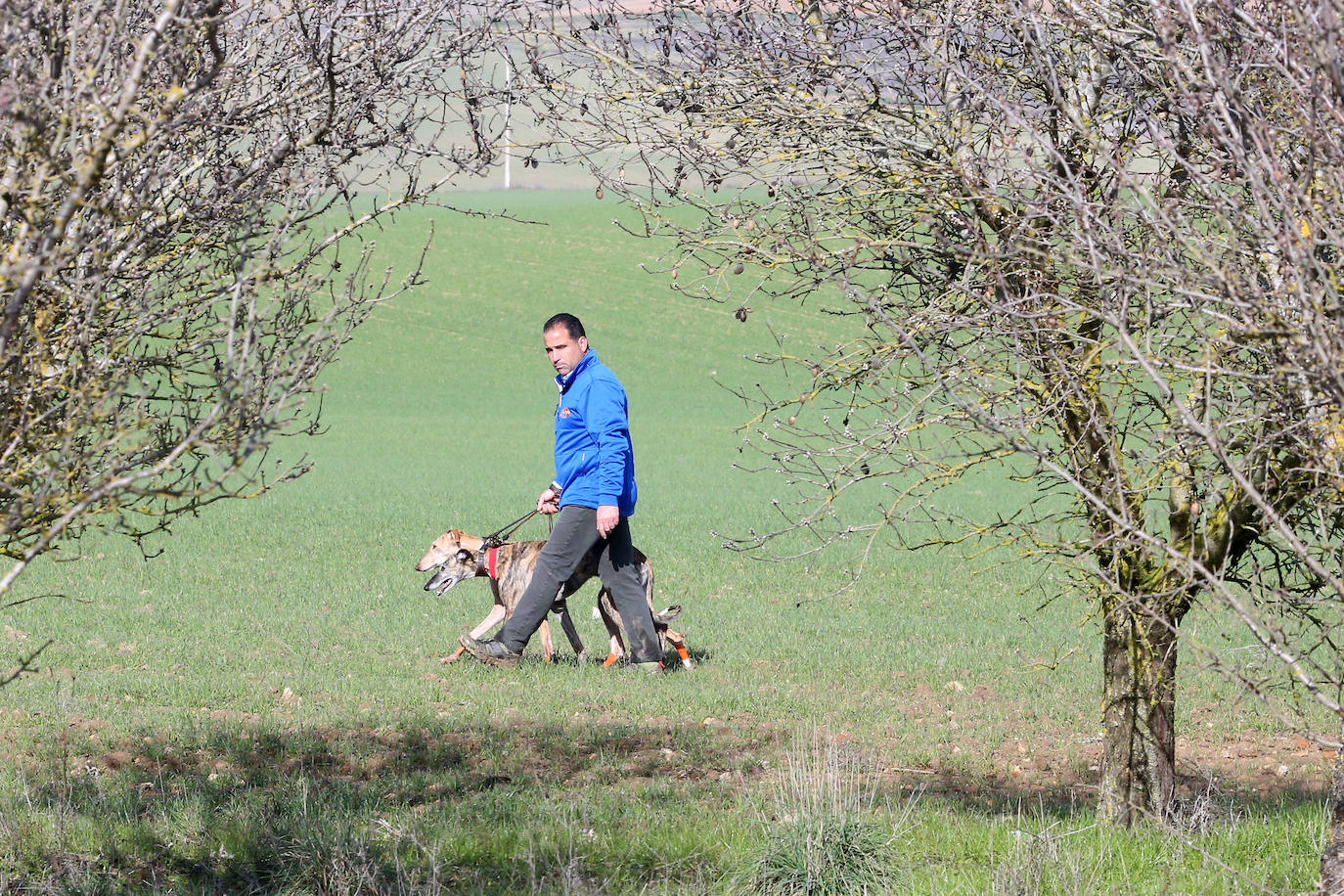 Las imágenes de la segunda semifinal del Campeonato de España de Galgos