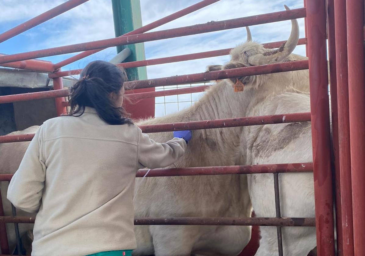 Una veterinaria realiza una prueba de saneamiento.