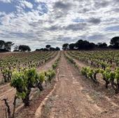 «Récord» histórico de indemnizaciones del seguro agrario en Castilla y León