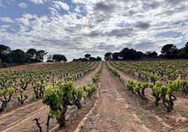 Imagen de archivo de viñedos en la Ribera del Duero.