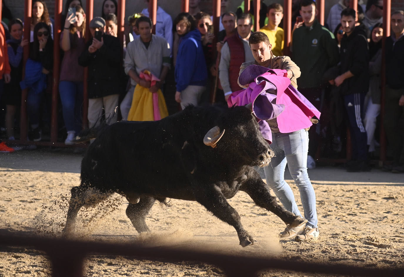 El encierro de Viana de Cega, en imágenes