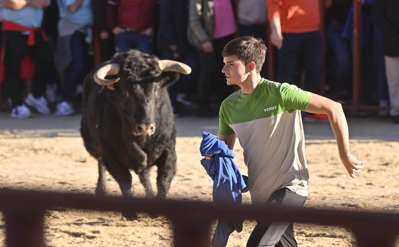 El encierro de Viana de Cega, en imágenes