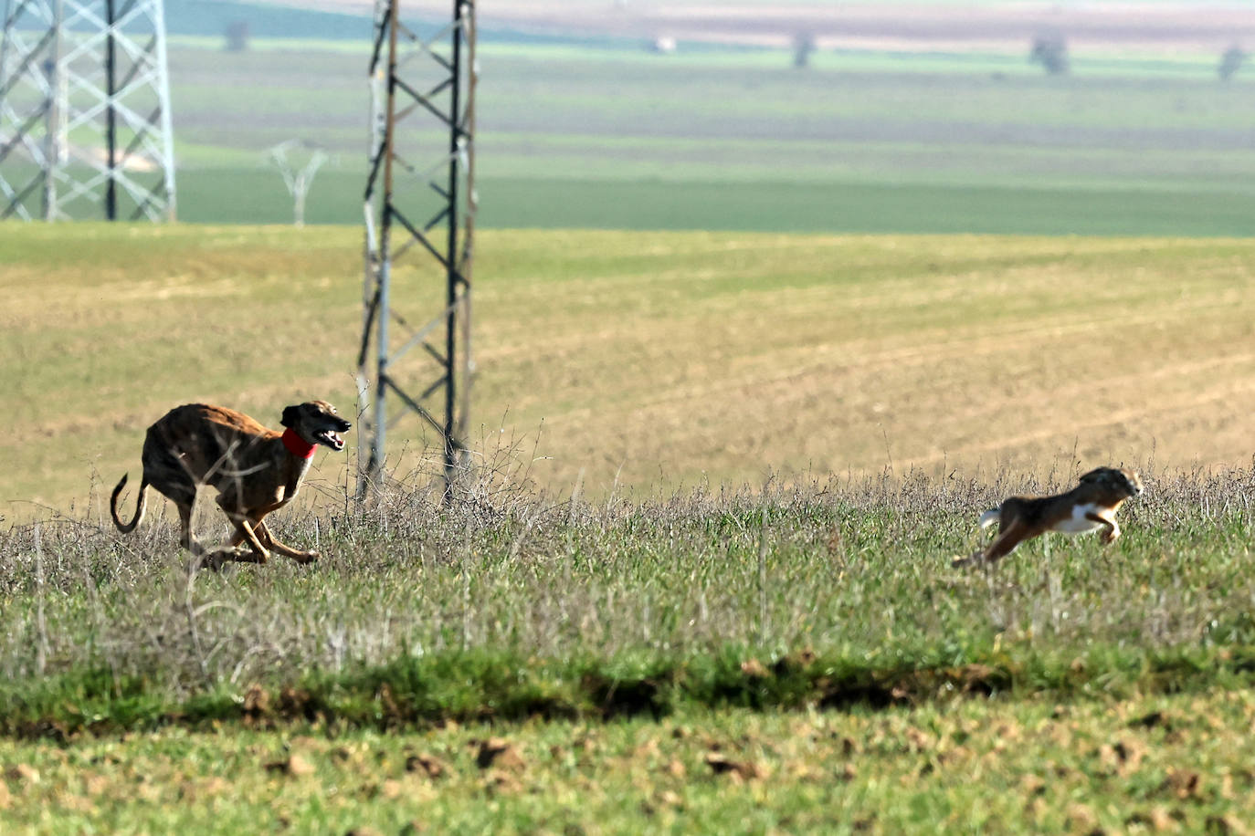 Final del Campeonato de España de Galgos en Nava del Rey