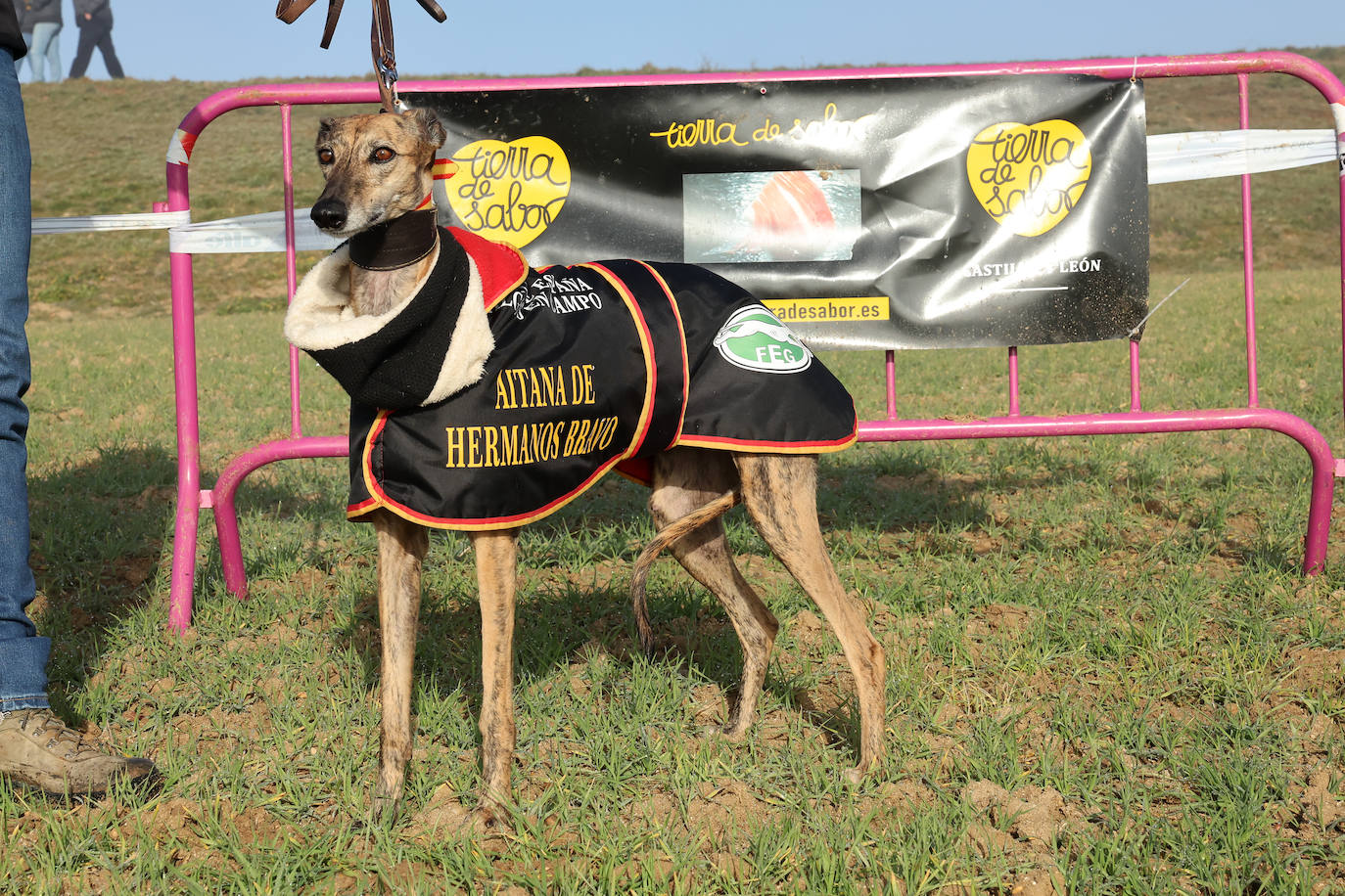 Final del Campeonato de España de Galgos en Nava del Rey