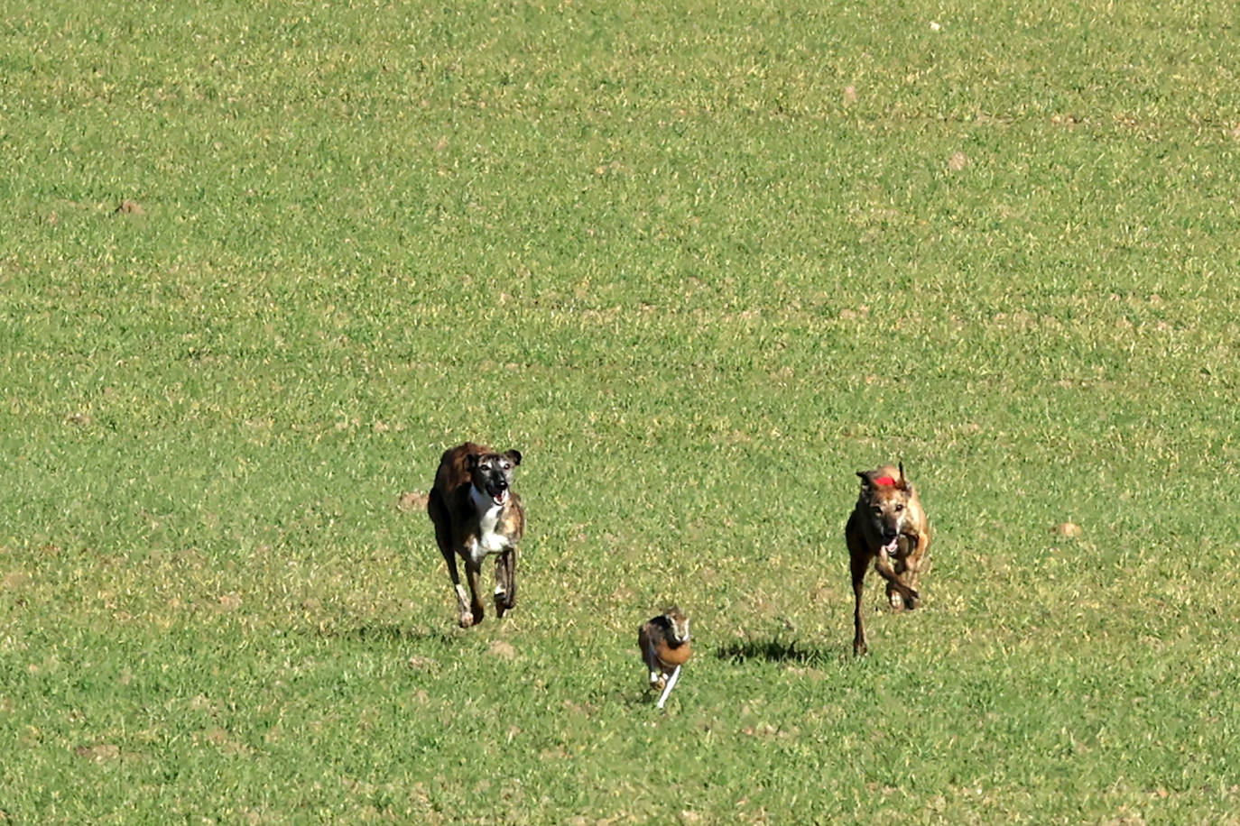 Final del Campeonato de España de Galgos en Nava del Rey