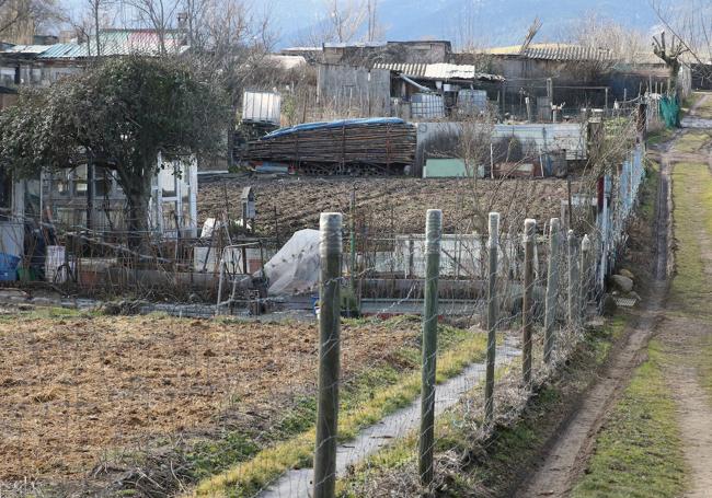 Huertas en las que se cultiva el judión.