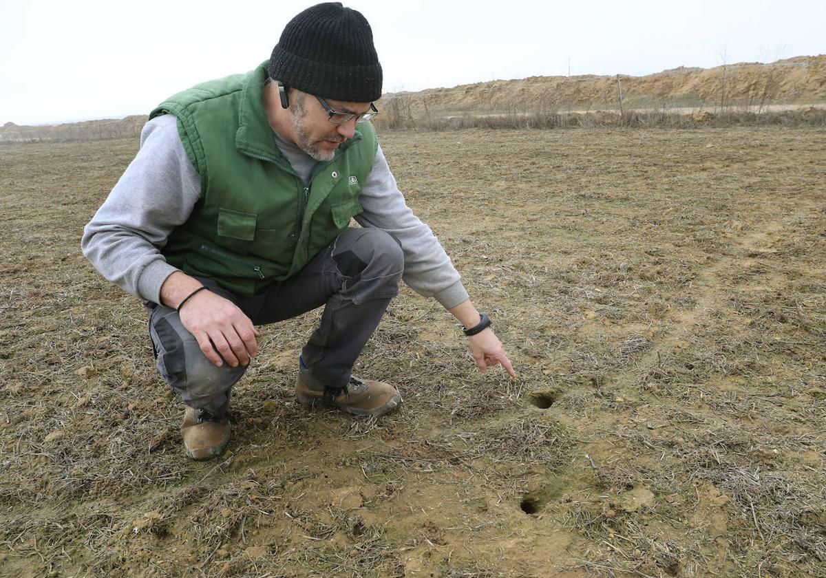 Un agricultor palentino señala algunas de las huras de los topillos en su parcela.