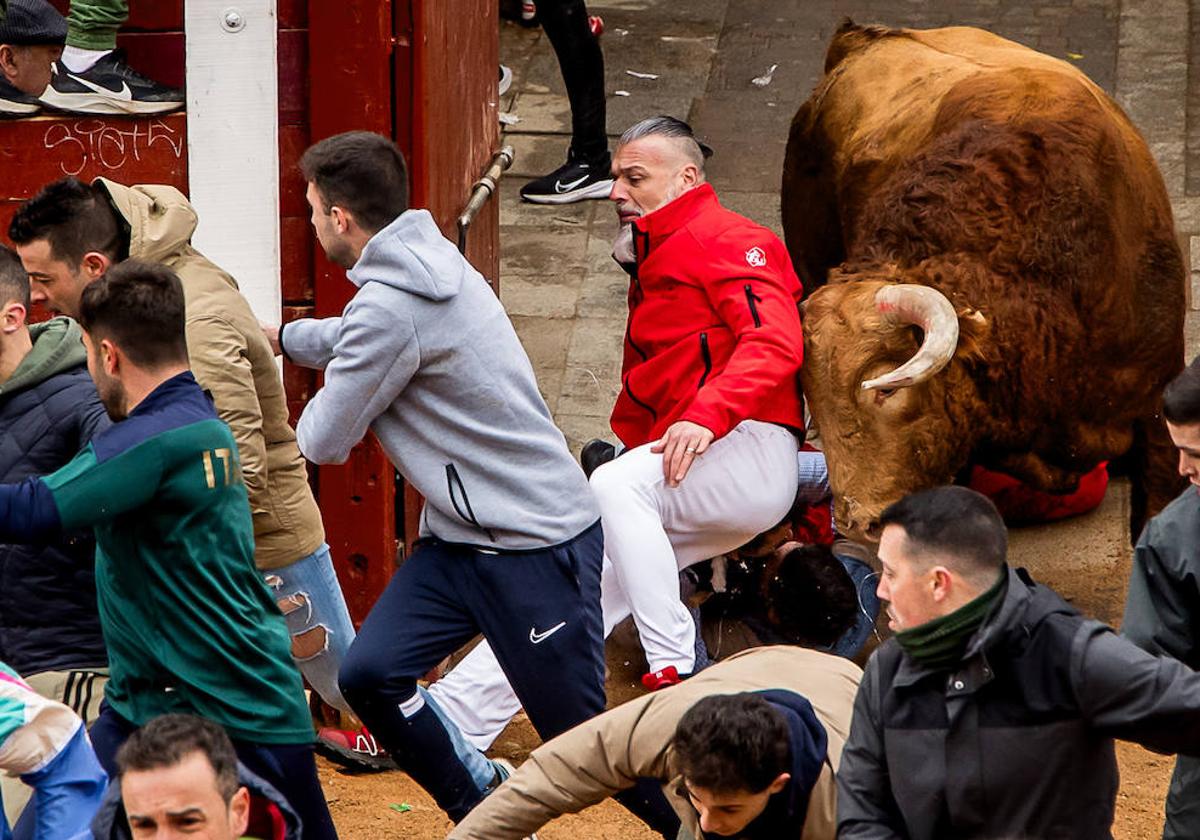 Primer encierro taurino en el Carnaval de Ciudad Rodrigo