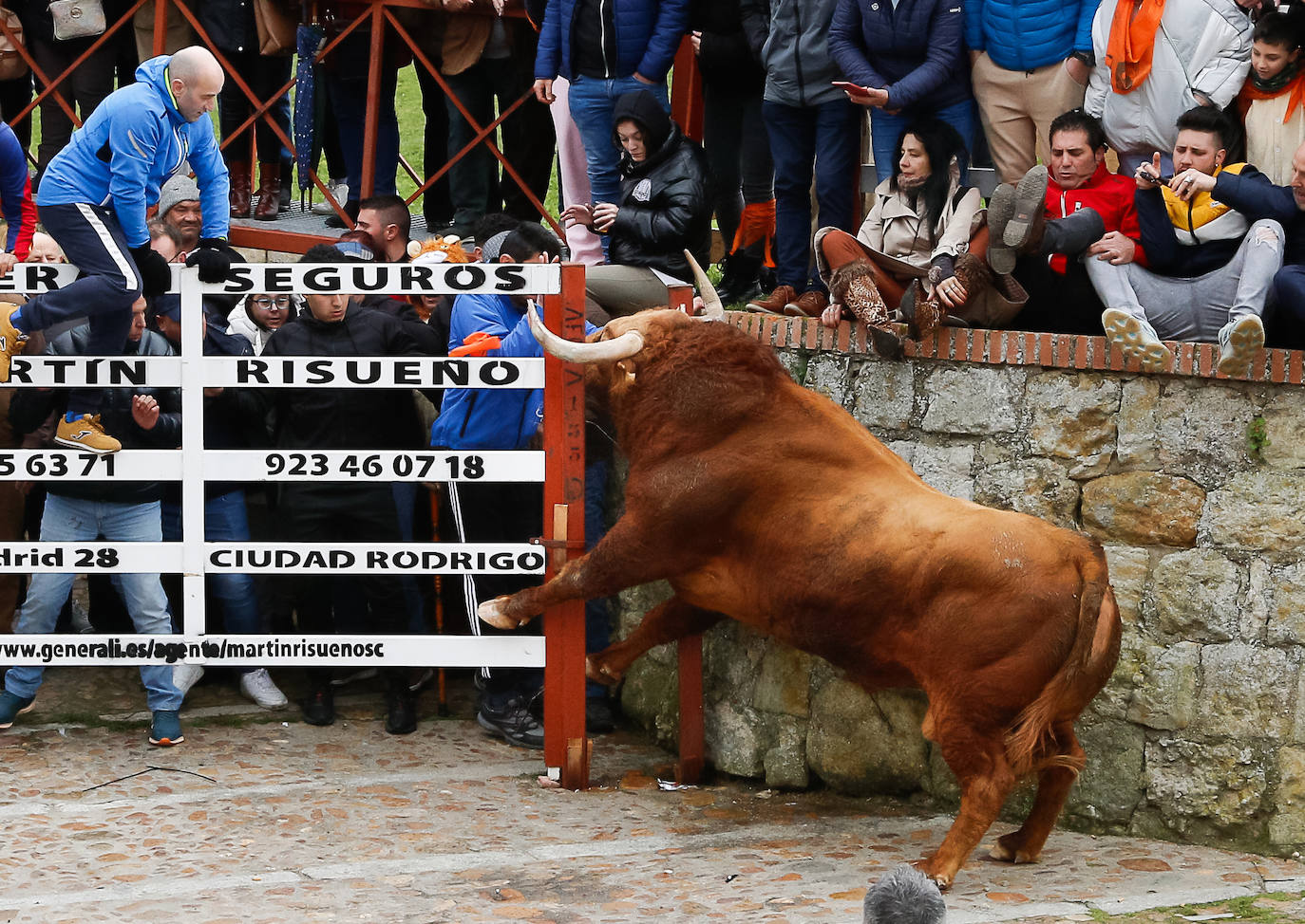 Primer encierro taurino en el Carnaval de Ciudad Rodrigo